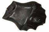 Fossil Nodosaurid (Denversaurus) Tooth - Montana #341036-1